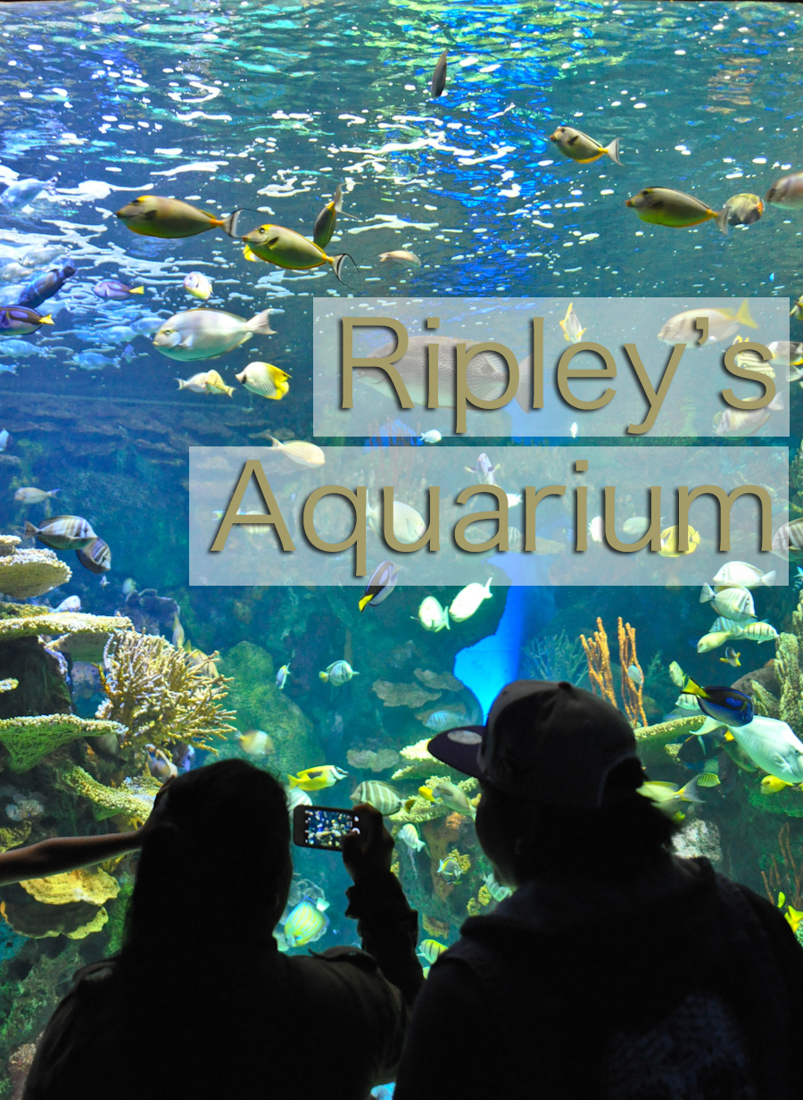 Ripley's Aquarium of Canada